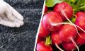 Точные сроки посева редиски на зиму: секреты успешного урожая