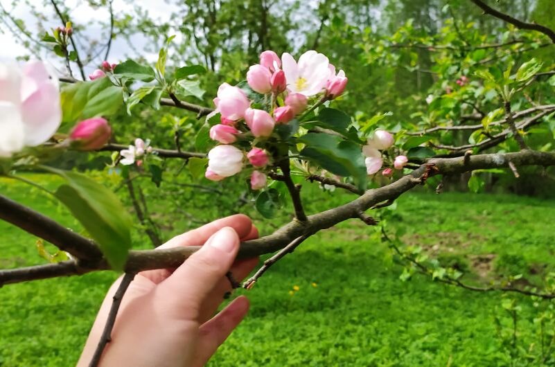 Что не любит яблоня: три совета по уходу весной