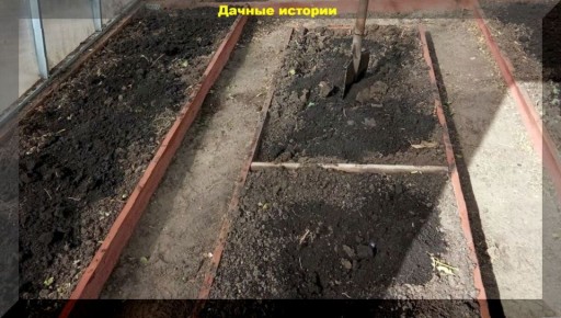 Как защитить рассаду от вирусов: весенние рекомендации для огородников