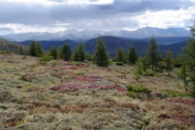 Споры о законах, проблемы с животными и миграция: что произошло на Колыме за неделю