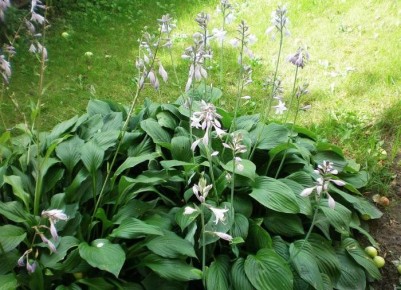 ����������� ������� ������ � ��������� � ����