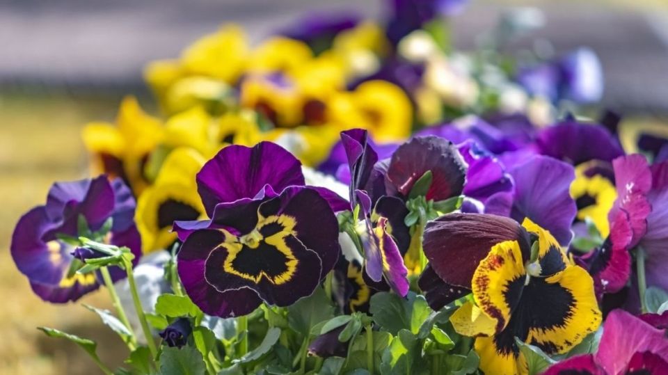 ��� ��������� ����� ��� ������: ��� ������� ������