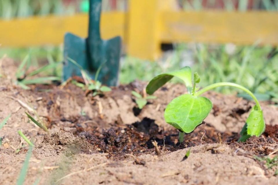 �������� ��� ������� �������: ��� ������� ������� � ��������