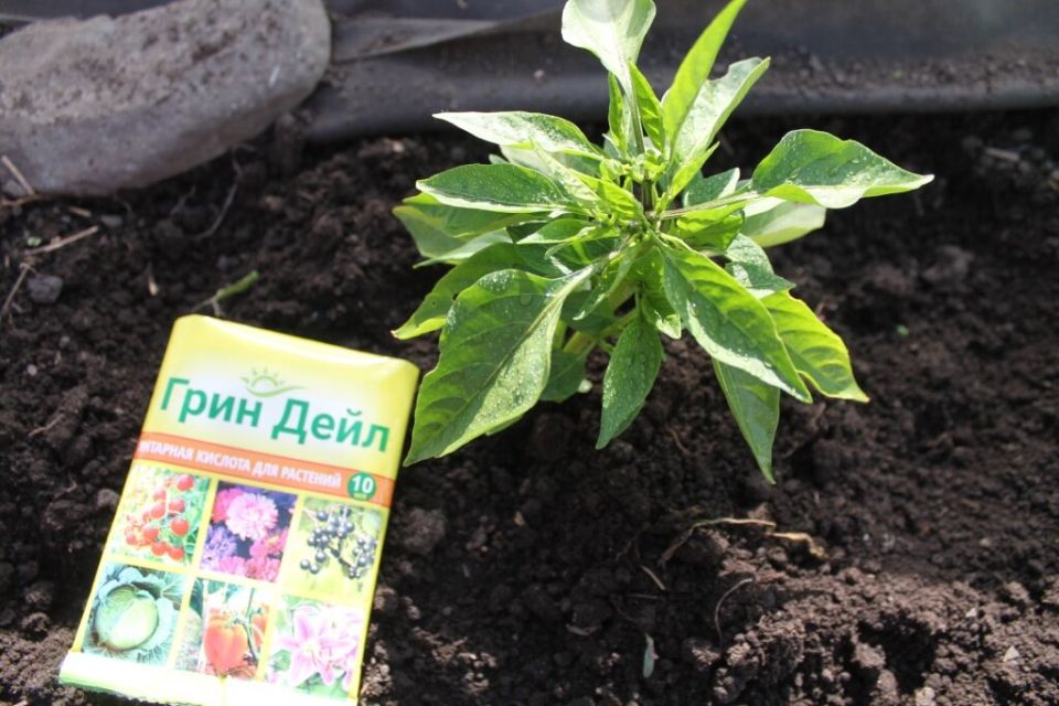 �������� �������: ������ �������� � ����������� ����� ��������