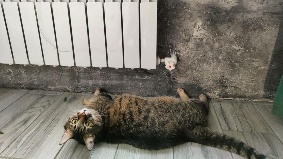 ������������� ����������, ����� �� ����������� ���������� ������������ �����