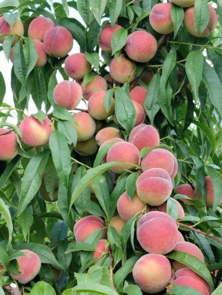 ���������� ������ �����-2: ������� � ������������� ��� ������ ����