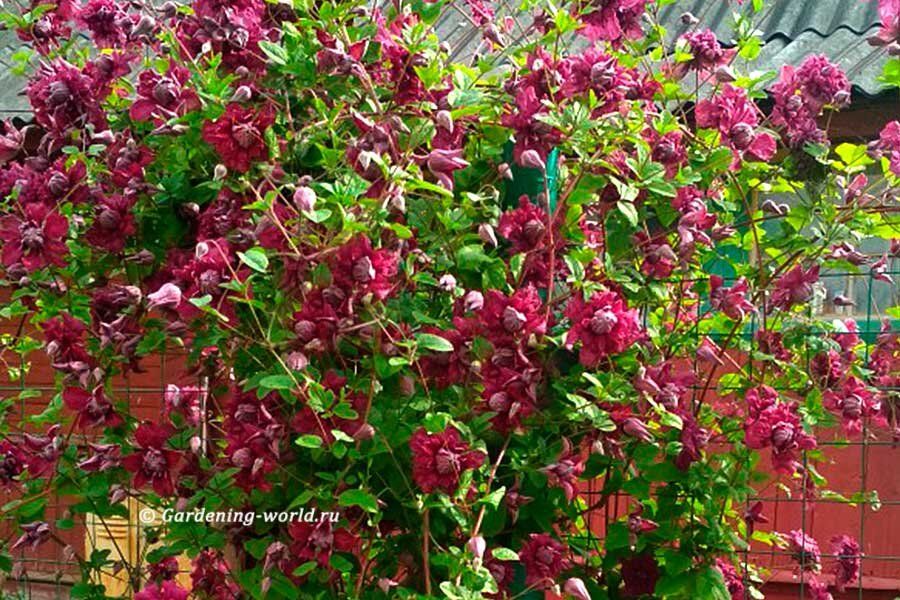 ��� ������� �������� ������� ������ ����: ������ �� ����� � ��������� ���������