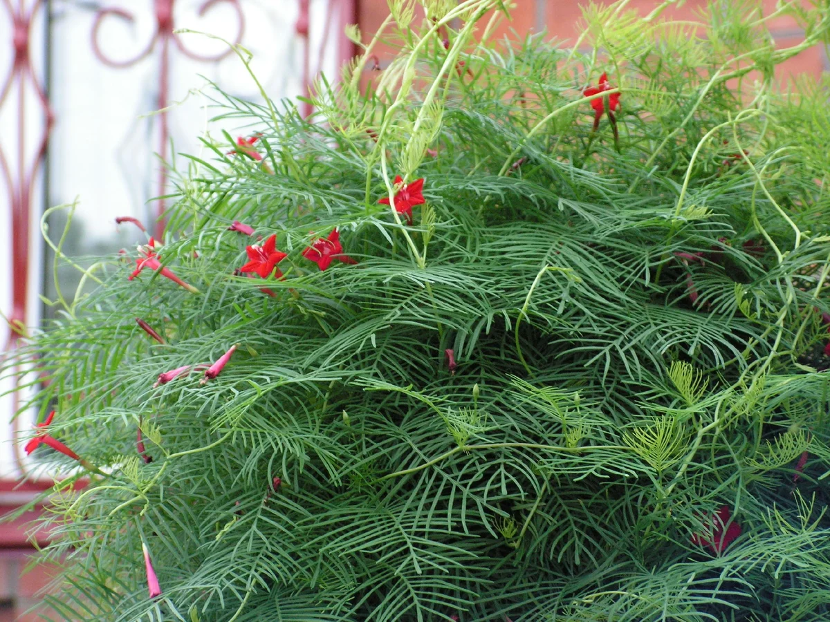 Квамоклит в Сибири: удивительное цветение и неожиданные трудности