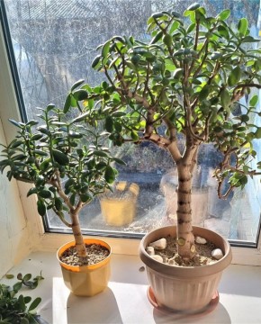 ��� ������� ��������� �������� ������: ������� ������������ ���������