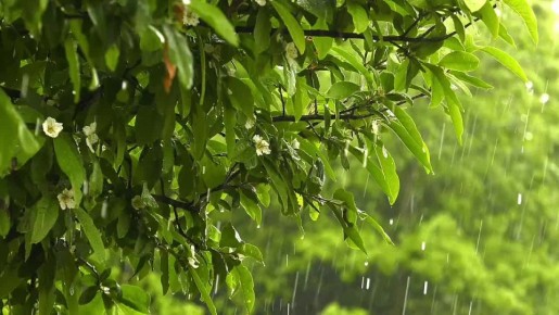 По данным синоптиков, завтра на Ставрополье местами кратковременный дождь, гроза