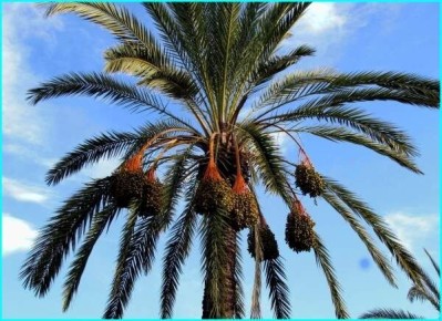 Как вырастить финиковую пальму: привнесите кусочек тропиков в ваш дом