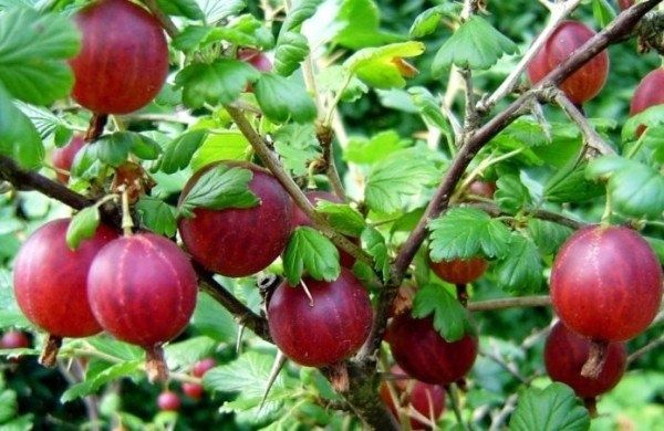 ��������� �������: �������� ��������� � ����� ���������