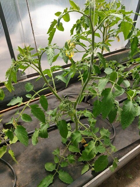 ��� ��������� ����������� � ����������� ������ � �������