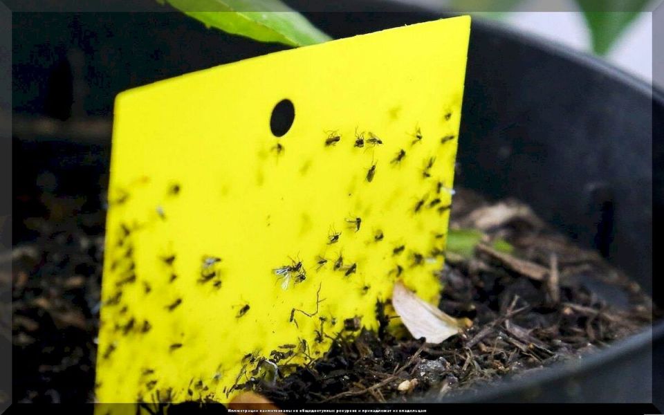 ������� ��������� ������� ������: ������ � ������ �� ������� ���������