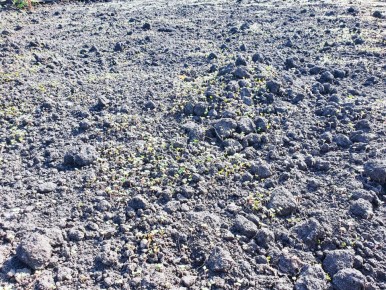 Осень на даче: как подготовить сад к будущему сезону