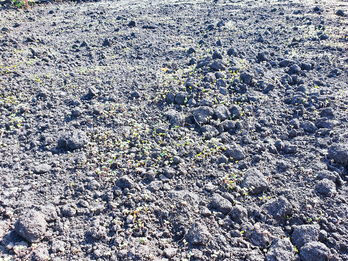 Осень на даче: как подготовить сад к будущему сезону