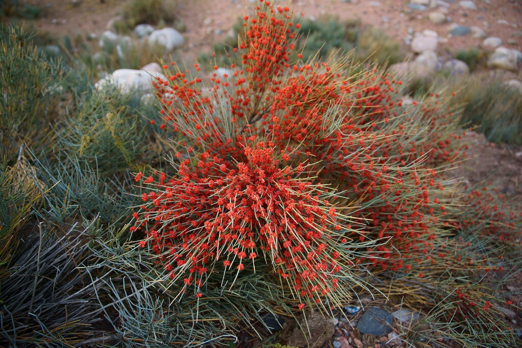 Хвойные и хвойники: Разгадка ботанического заблуждения