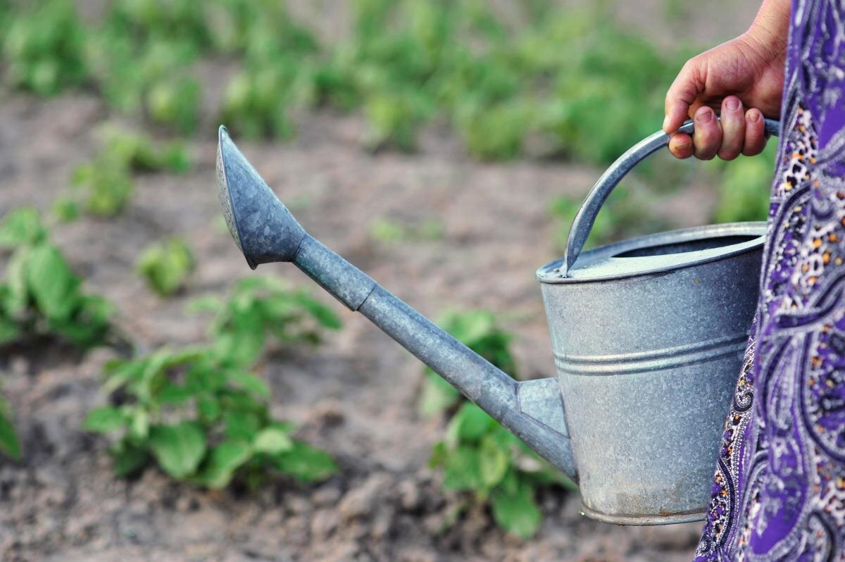 Молоко как секрет садовода: необычное удобрение для ваших растений