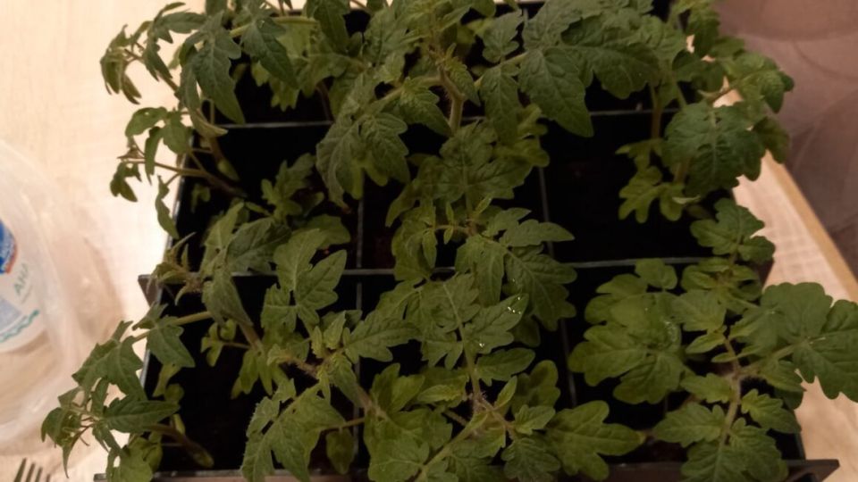 ������� �������� ��������� ���������: ��� �������� �������� ������