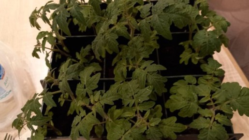 Секреты успешной рассадной подкормки: как добиться богатого урожая