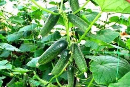 ������ ���-����-������: ��������� ����� ��� ������ �������