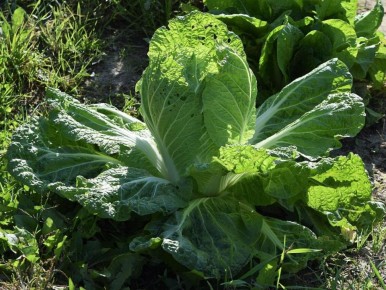 Секреты успешного выращивания пекинской капусты