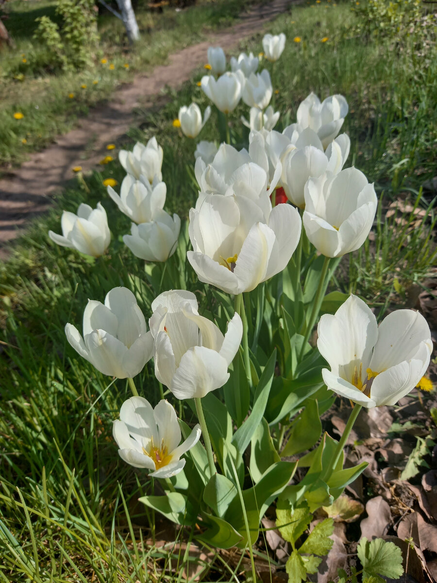 Как продлить цветение тюльпанов в саду