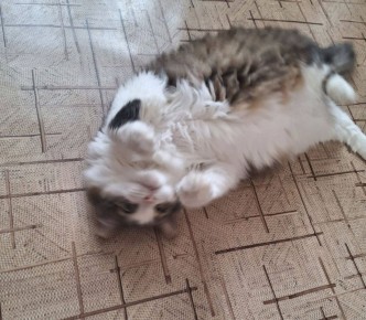 Кошечка Алиса желает всем добрейшего утра!