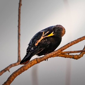 Любуемся скворцом этим утром