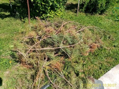 Проблема сухостоя на даче: как дачники справляются с новыми правилами