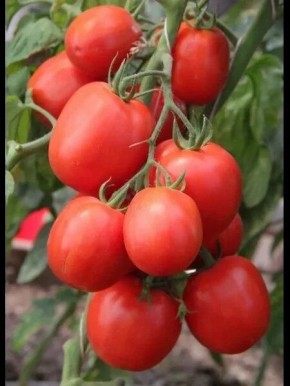 ����� ���� ������: ����� ��� ��������� �������� � ��������