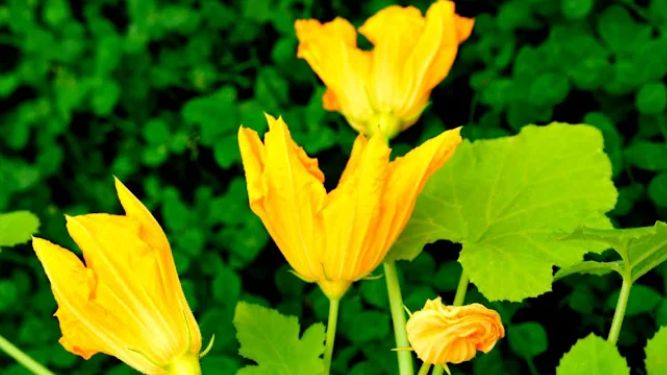 ��� �������� ���� � ��������: ������� ������� ����