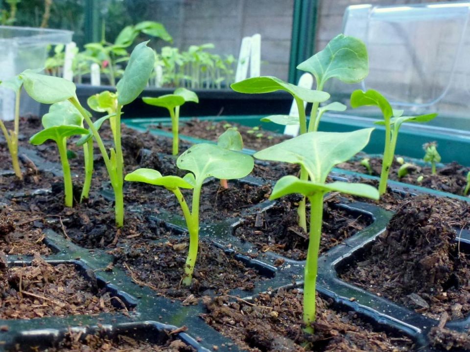 ��� ��������� ������� ������ ������� �� ����� ������