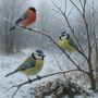Зимние птицы: незаменимые помощники для сада