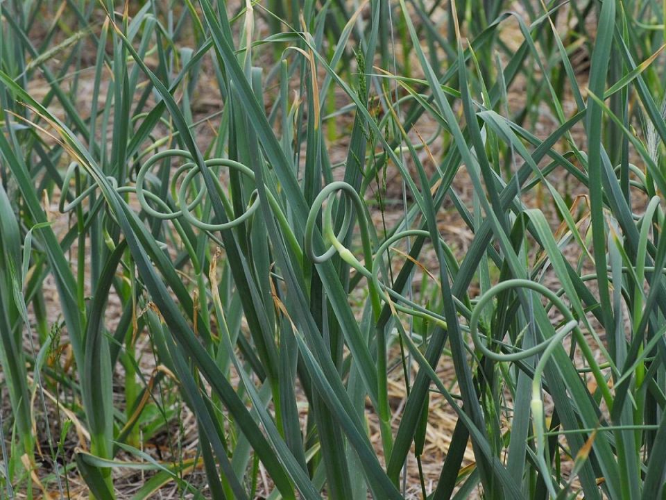 ����� ���� �������� ������: �������� �������� ���������� � ������