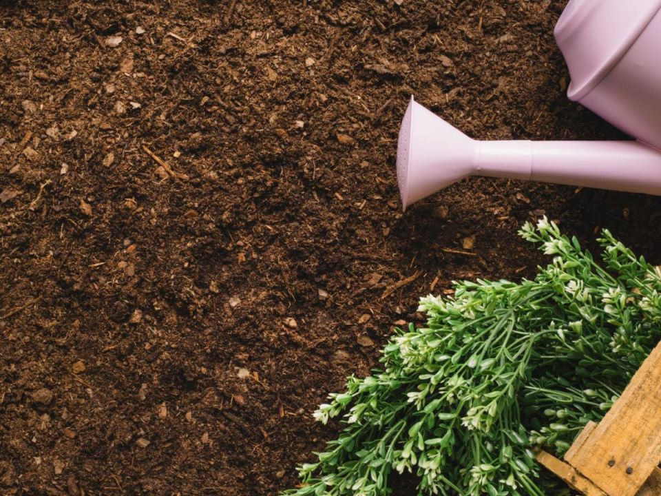 ��� ��������� ������������: ������� ��������� ��������������