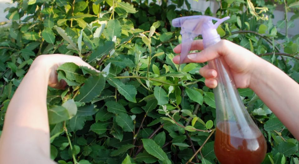 �������� ������ ������ � �����������: ����������� ���� � ��������� �������