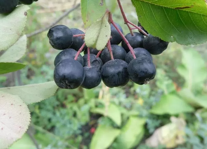 Черноплодная рябина: чудо природы для вашего здоровья