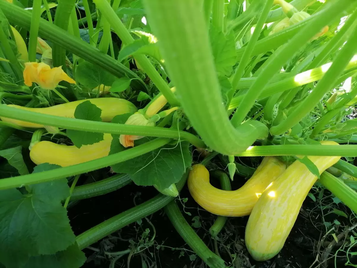 Как правильно посадить кабачки: секреты и советы