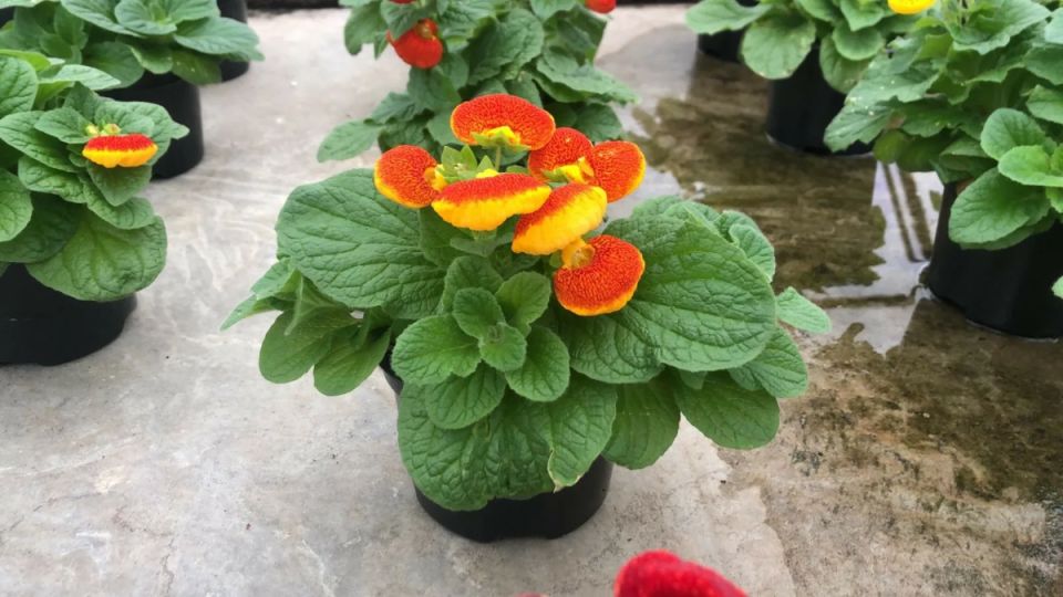 ������ ������ ��������: ������ ������������� �������� ��� ��������� �������