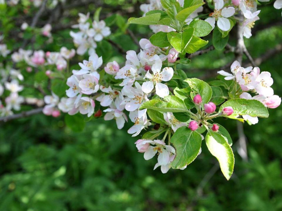 ������ ���� ������ �� �����: �������������� �����������