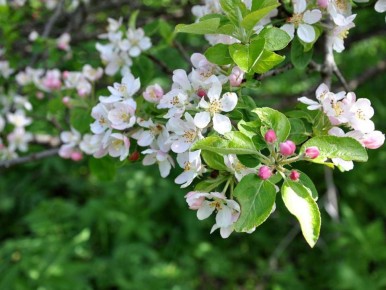 ������ ���� ������ �� �����: �������������� �����������