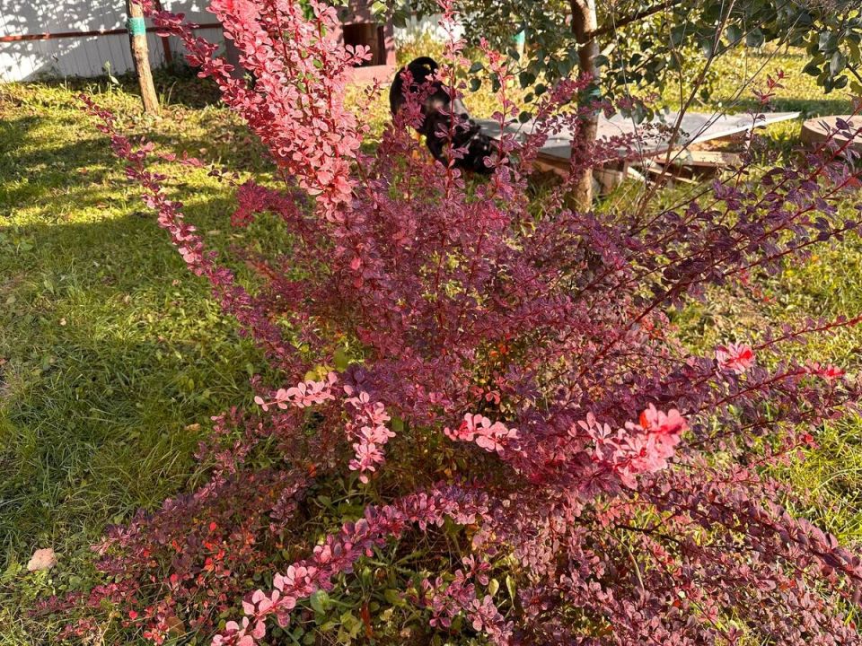 ��� ���������� ��������: ������������ ������ ��� ������� ��������