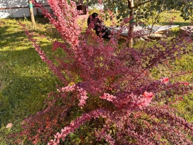 ��� ���������� ��������: ������������ ������ ��� ������� ��������