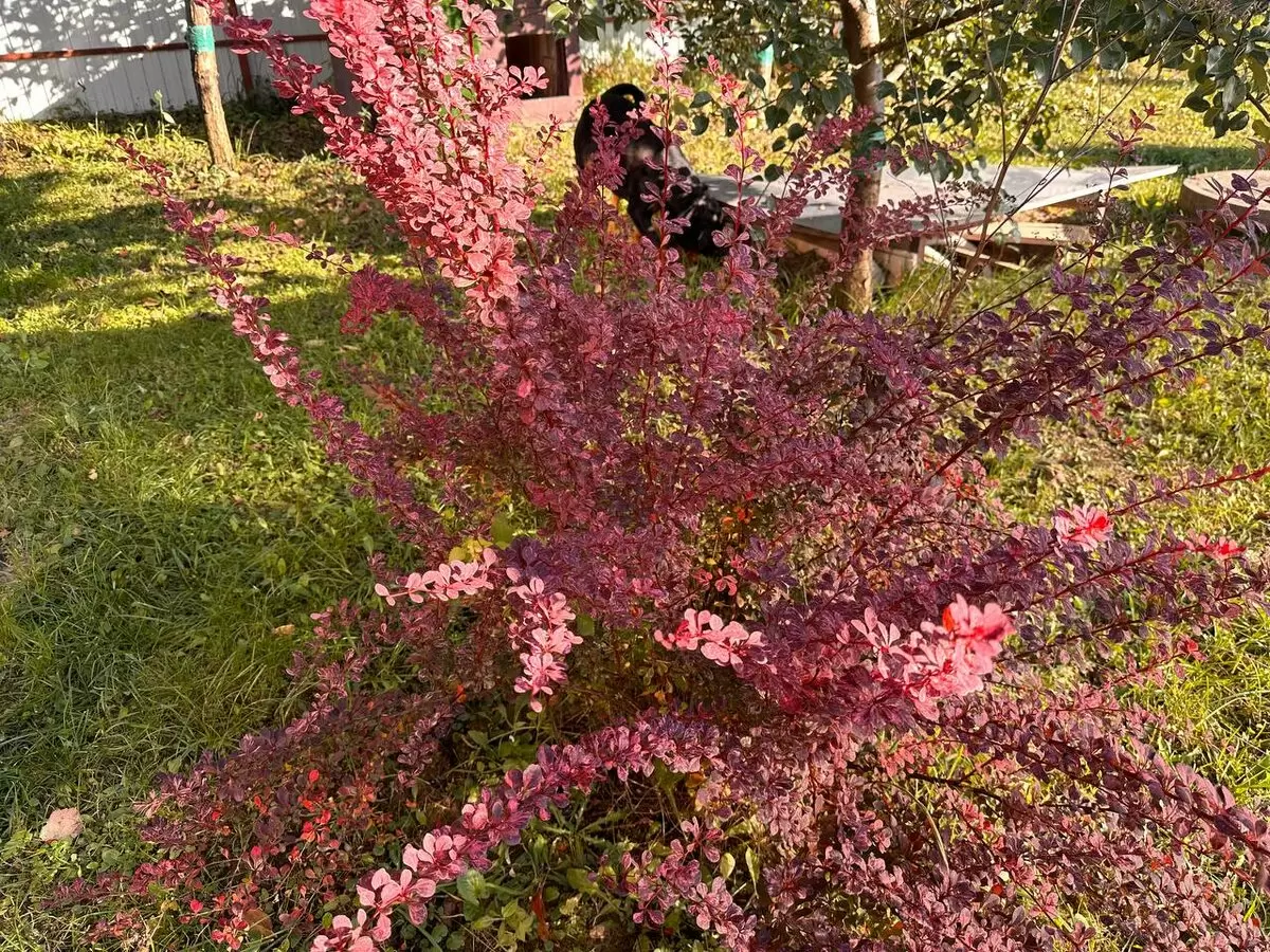 Как размножать барбарис: практические советы для каждого садовода