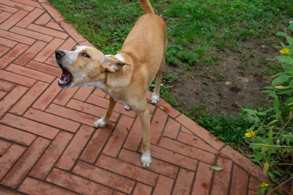 ������� ���������: ������, ������� �� ����� ���������� �� ���