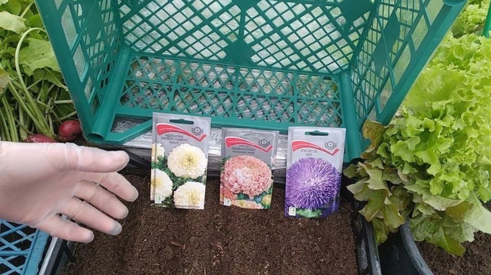 ��� ������� ��������� ������� ����: ������� �������� � �������������