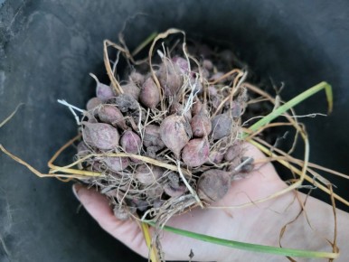 ��� ������� ������� ����: ������� ��������� ����������� �� ���������