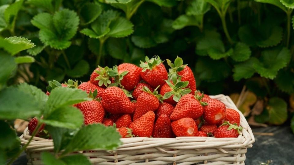 ����� � ����� ������ � ��������: ��������� ����������� �� ����� ����� ����� �����