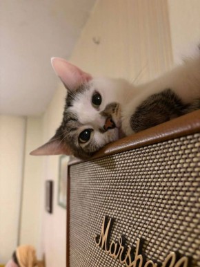 Котик Валя желает всем замуррррчательных выходных!